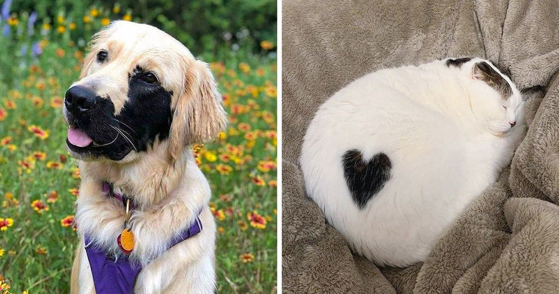 20 Times Nature Turned Our Pets Into Real Masterpieces
