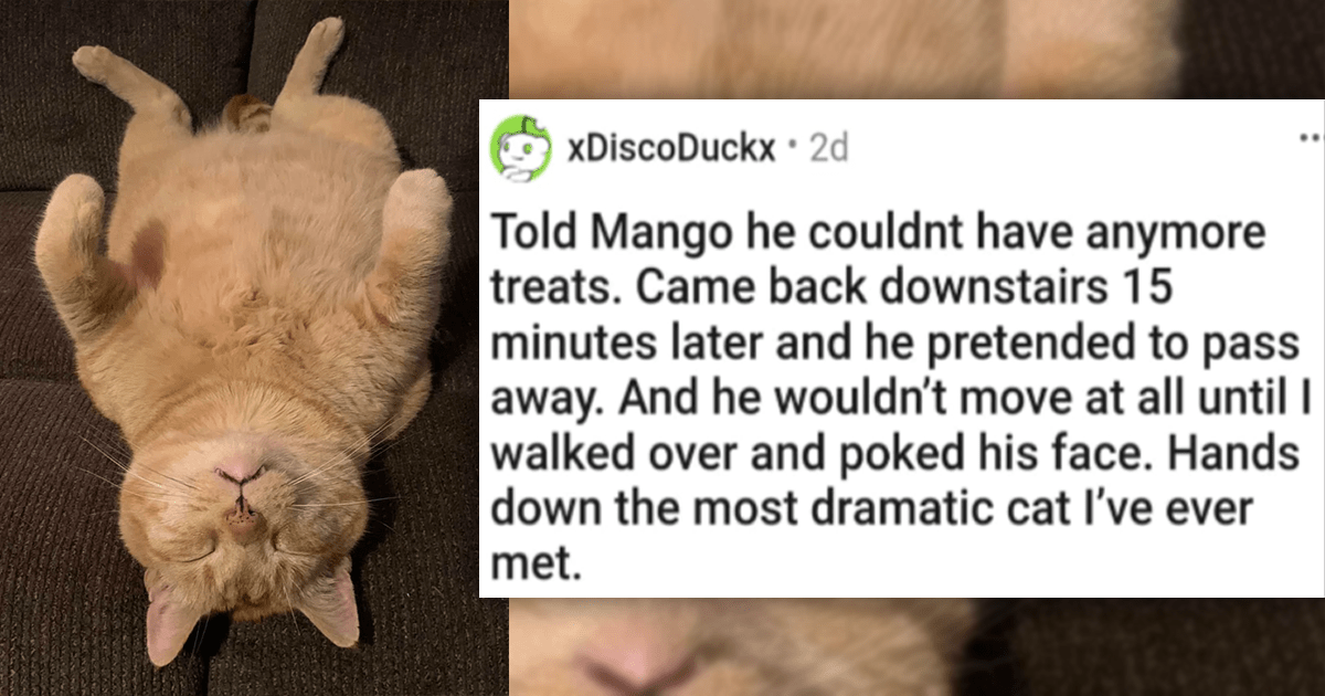 18 Cat Pictures That Will Make You Fall In Love With Cats Even If You’re A Dog Person - grandgoldman.com