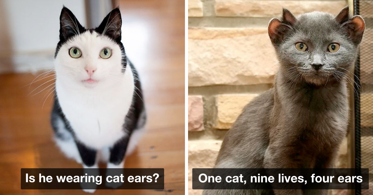 Unusually Adorable Cats That Will Steal Your Heart Instantly - grandgoldman.com