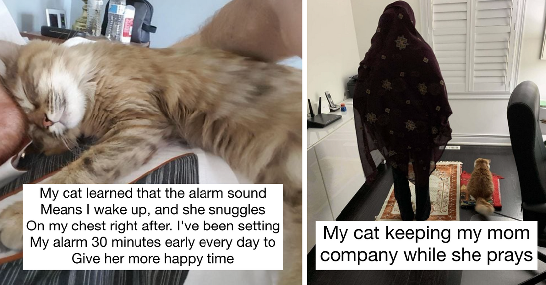 50 Uplifting Cat Posts That Show How Caring And Wholesome Cats Are