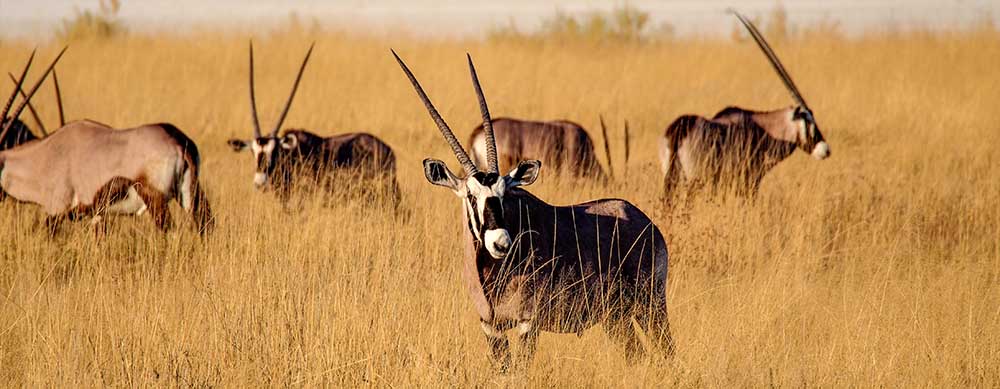 Which vaccinations do I need to travel to Namibia?