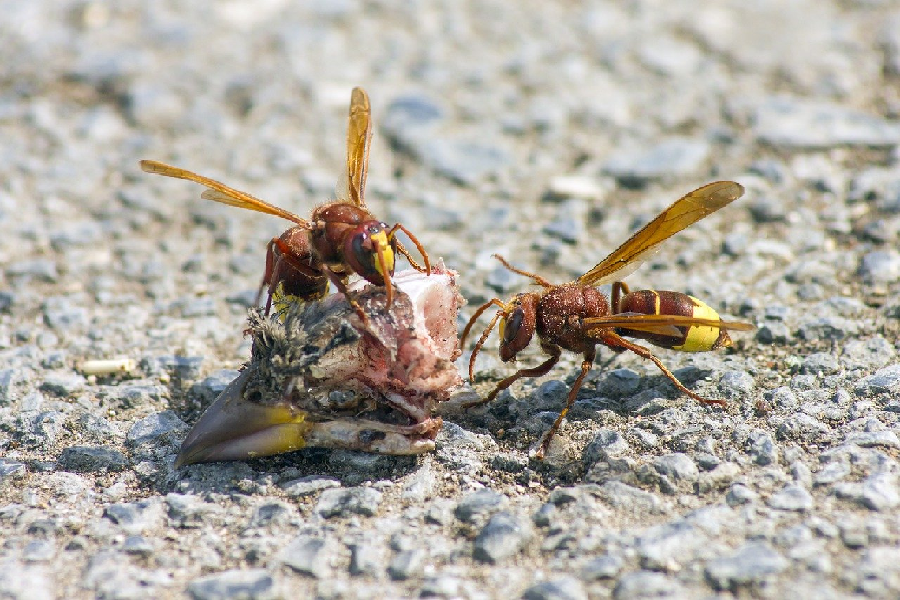 Eastern Hornet Invasion in Naples? Here’s How to Eliminate Them