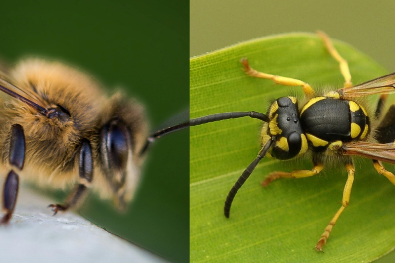 Bee vs Wasp: Key Differences & Safe Removal Tips