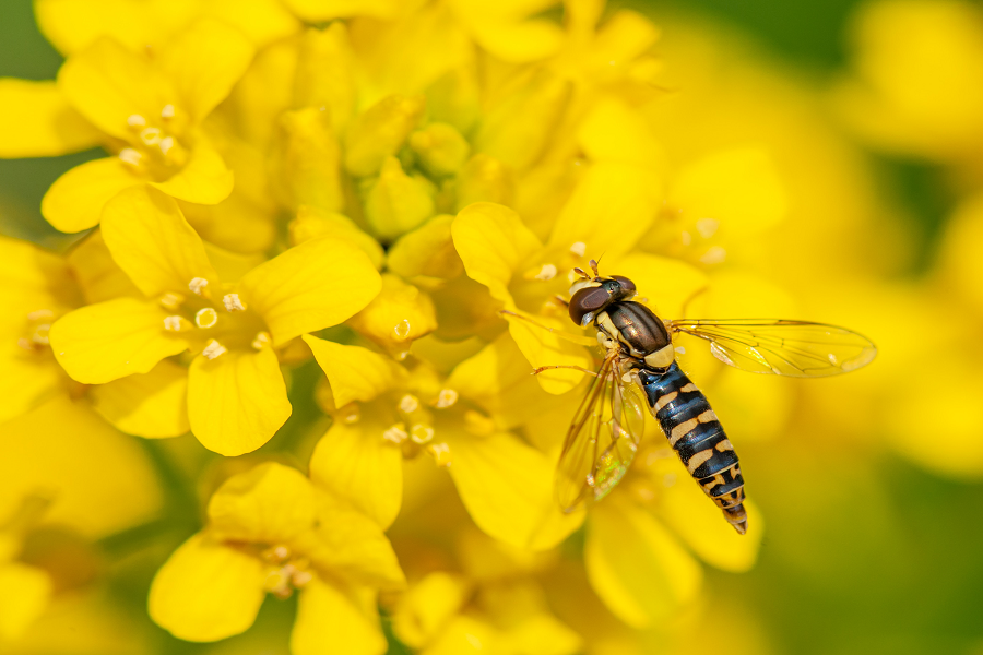 Wasps & Hornets: How to Identify and Remove Nests Safely