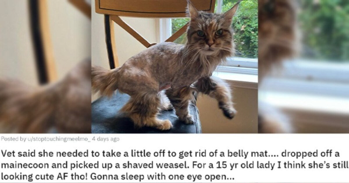 23 Adorable Photos Of Animals That Can Make You Forget The Monday Blues
