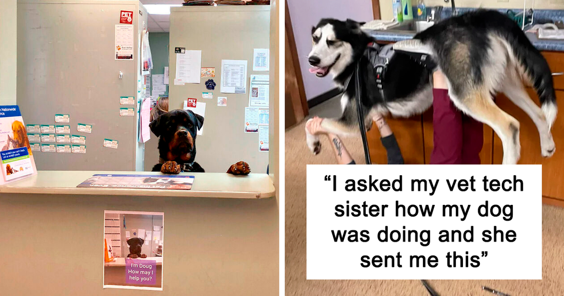 50 Times Vets Experienced The Most Wholesome Patients At Work