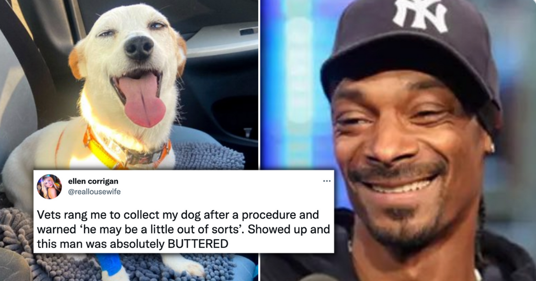25 Hilariously “High” Pets Acting Crazy After Visiting The Vet