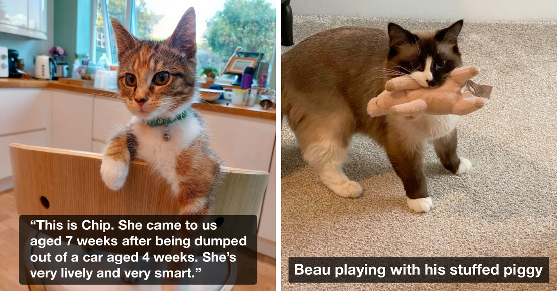 These Viral Cats Are Going To Make You Fall In Love With Them