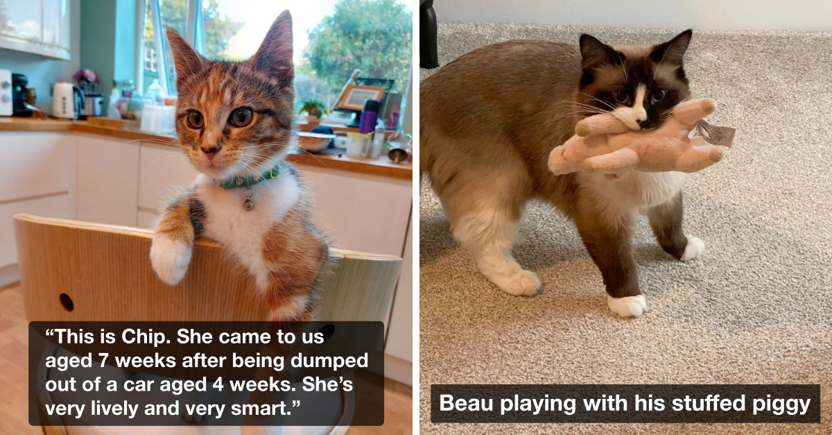 These Viral Cats Are Going To Make You Fall In Love With Them