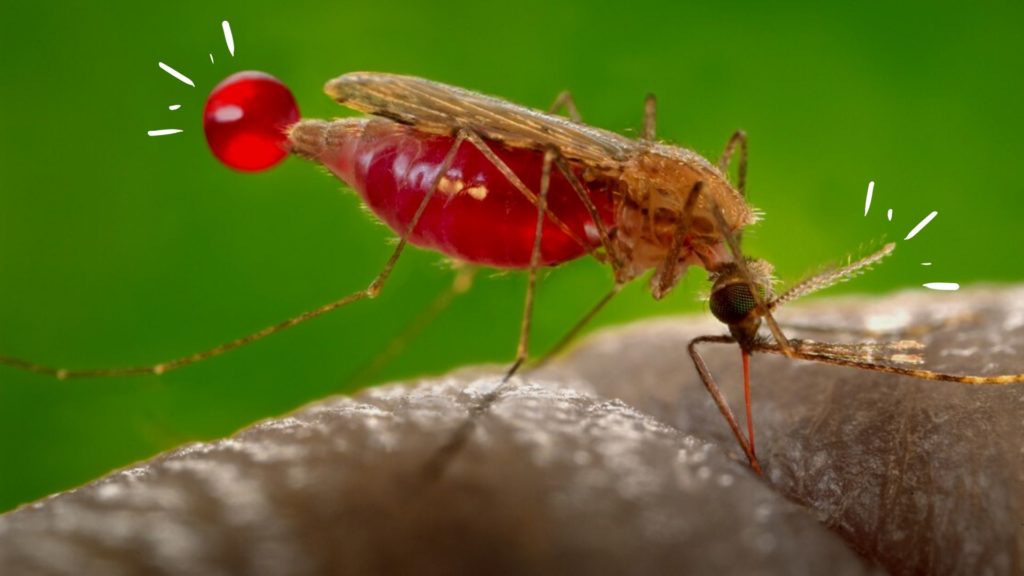 Travel doctors warn of malaria in Namibia