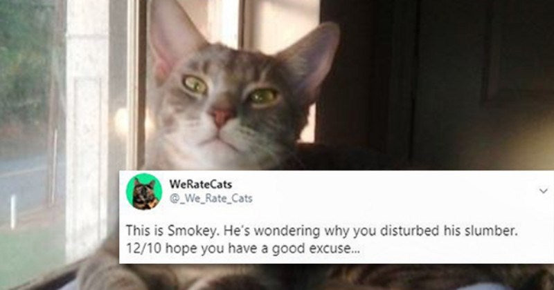 These People Sent Cats To “We Rate Cats” And Got The Best Results