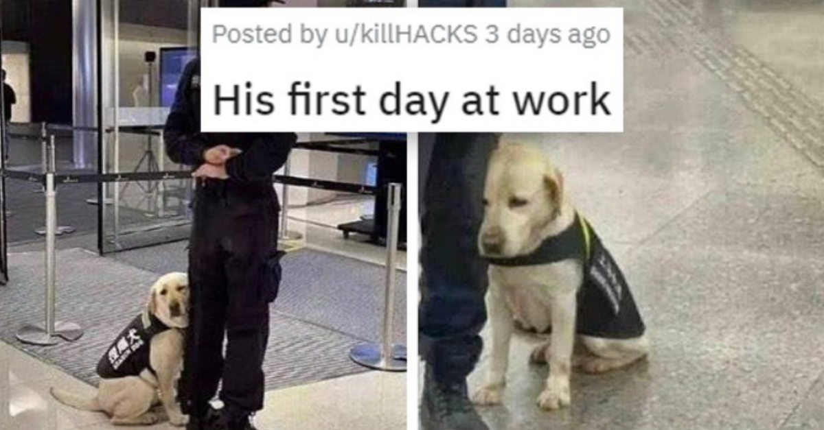 Time To Take In The Weekly Dose Of Cuteness With Adorable Dogs And Cats - grandgoldman.com