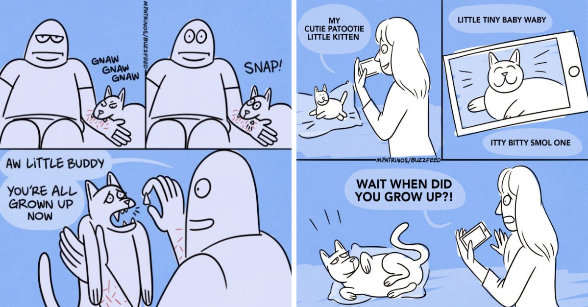 9 Weird Facts That Nobody Ever Tells You About Having A Cat - grandgoldman.com
