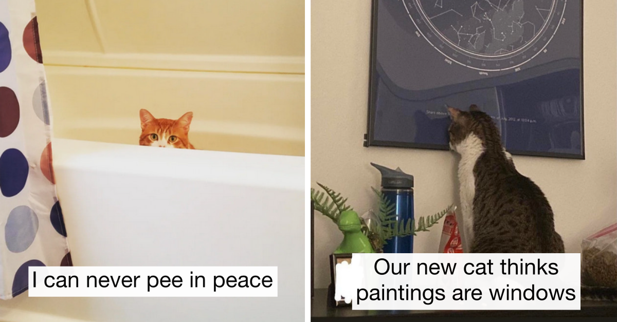 24 Pictures Of Weirdo Cats That Are Entertaining Their Owners With Hilarious Acts