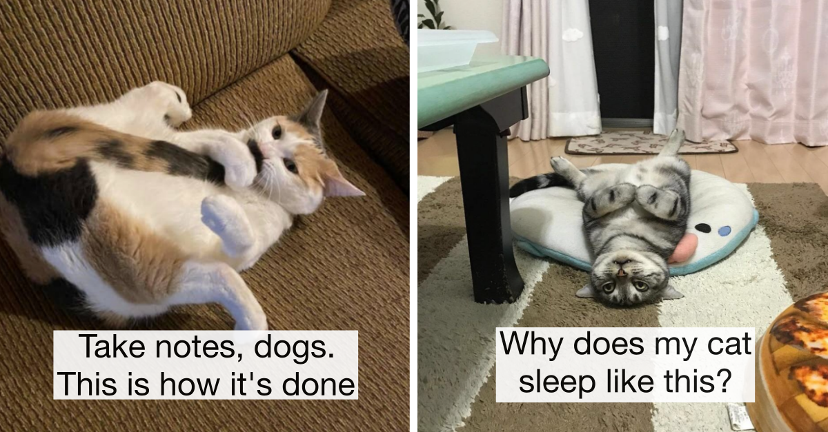 36 Weird Cats That Really Need To See A Cat Therapist - grandgoldman.com