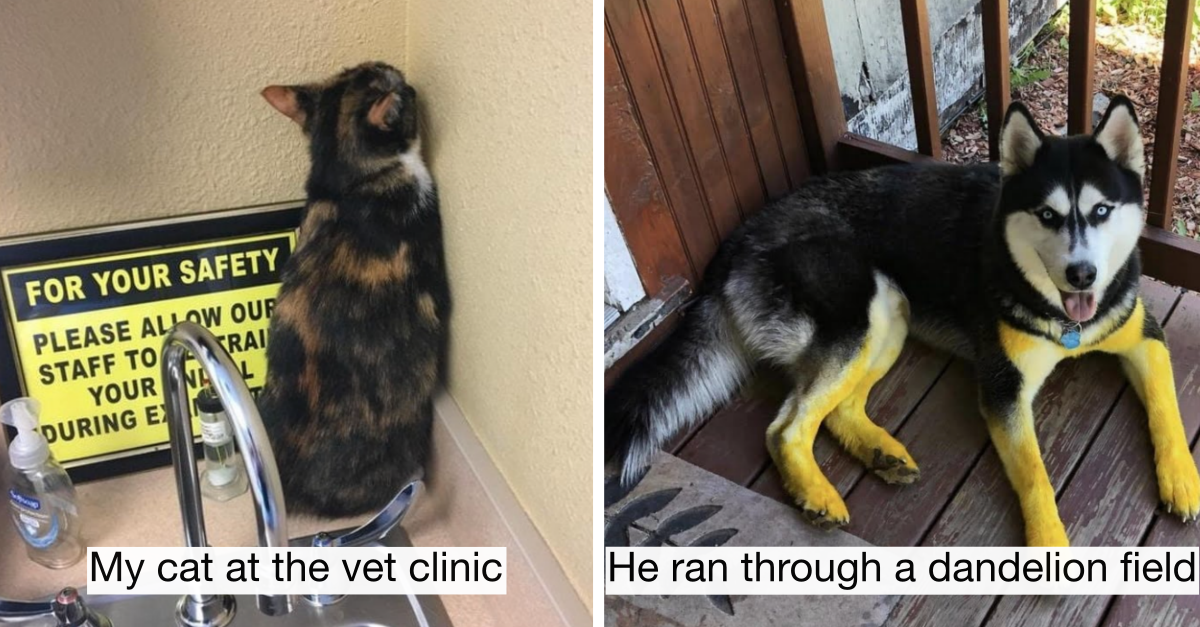 20 Times Cats And Dogs That Made Us Laugh By Being Total Weirdos - grandgoldman.com