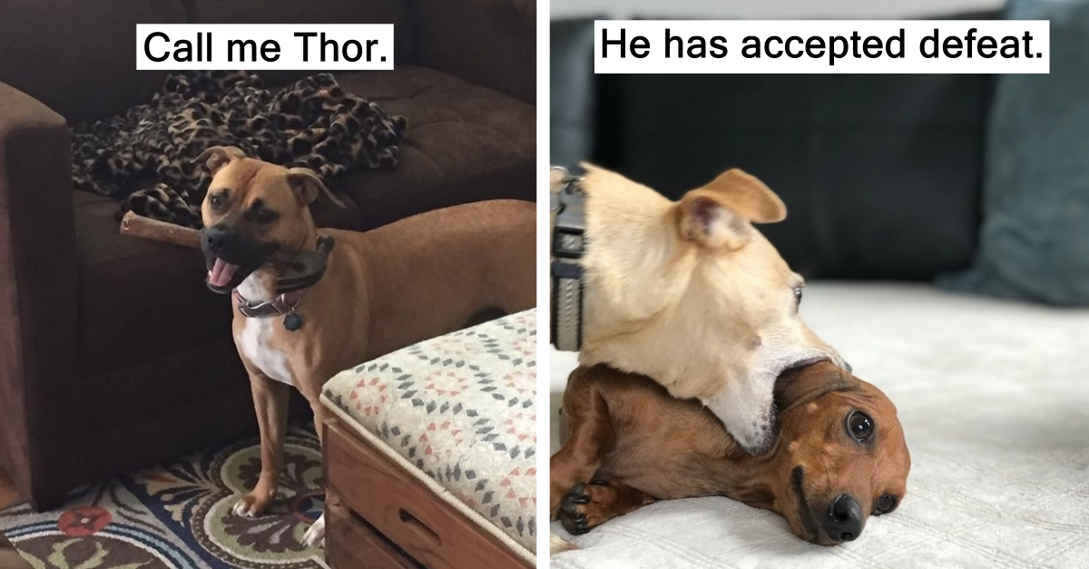 24 Hilarious Pictures That Prove How Weird Dogs Are - grandgoldman.com