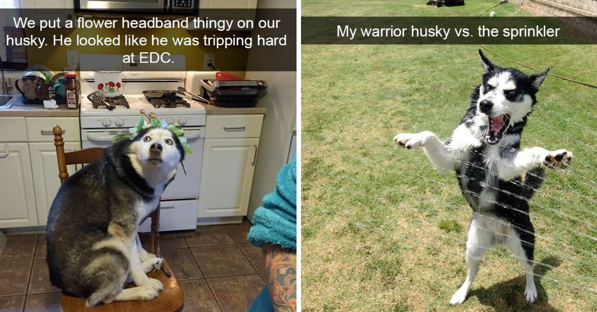 Hilarious Posts That Prove Huskies Are The Weirdest Dogs Ever - grandgoldman.com