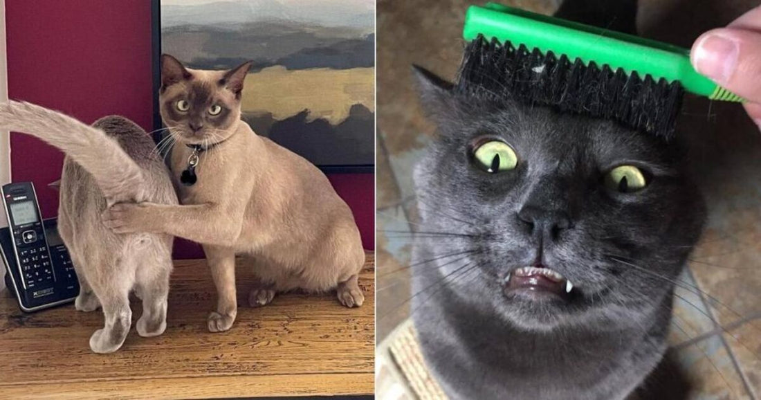 14 Hilarious Photos Featuring Weirdo Cats - grandgoldman.com