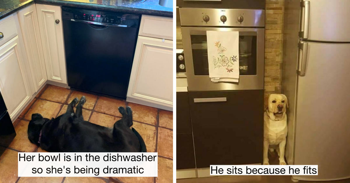 12 Weird Dogs That Will Make You Wonder What’s Wrong With Them - grandgoldman.com