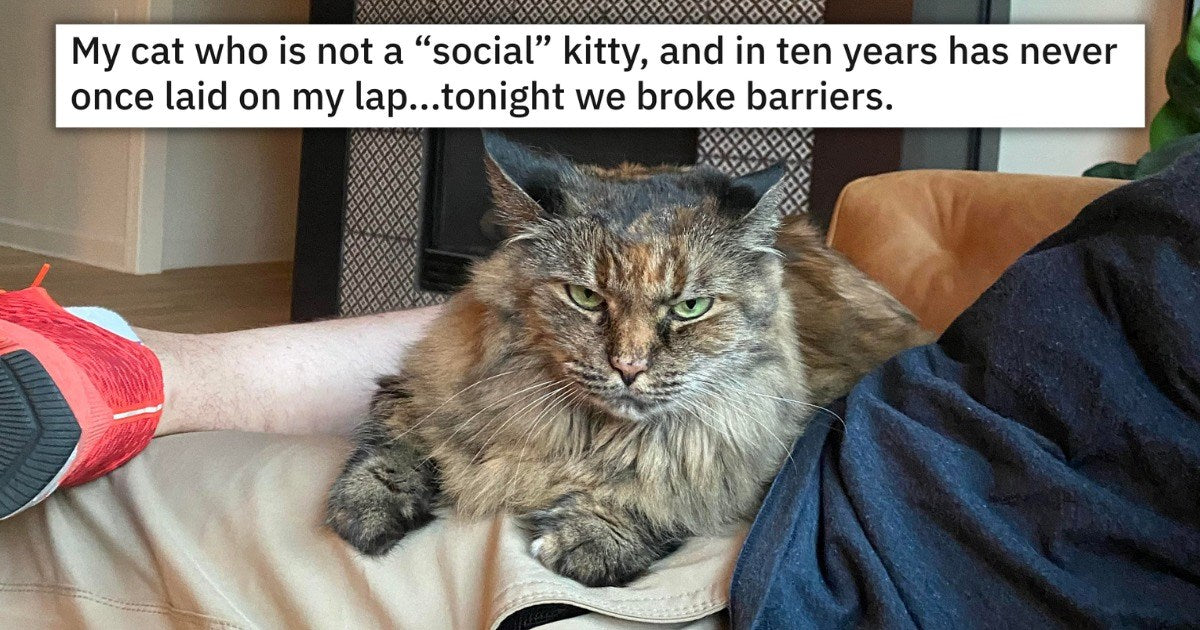 Wholesome Stories Of Senior Cats Becoming More Cuddly With Age