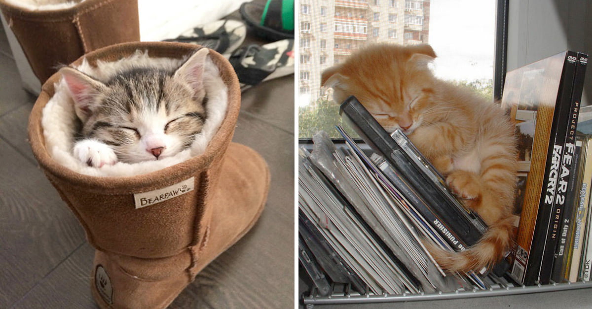 40 Pics Of Sleepy Cats That Are Too Wholesome For This World - grandgoldman.com