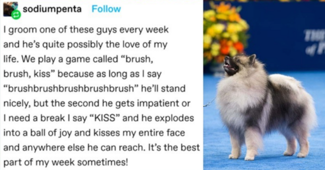 16 Wholesome Stories About Animals That Show How Precious They Are