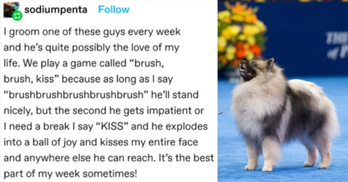 16 Wholesome Stories About Animals That Show How Precious They Are