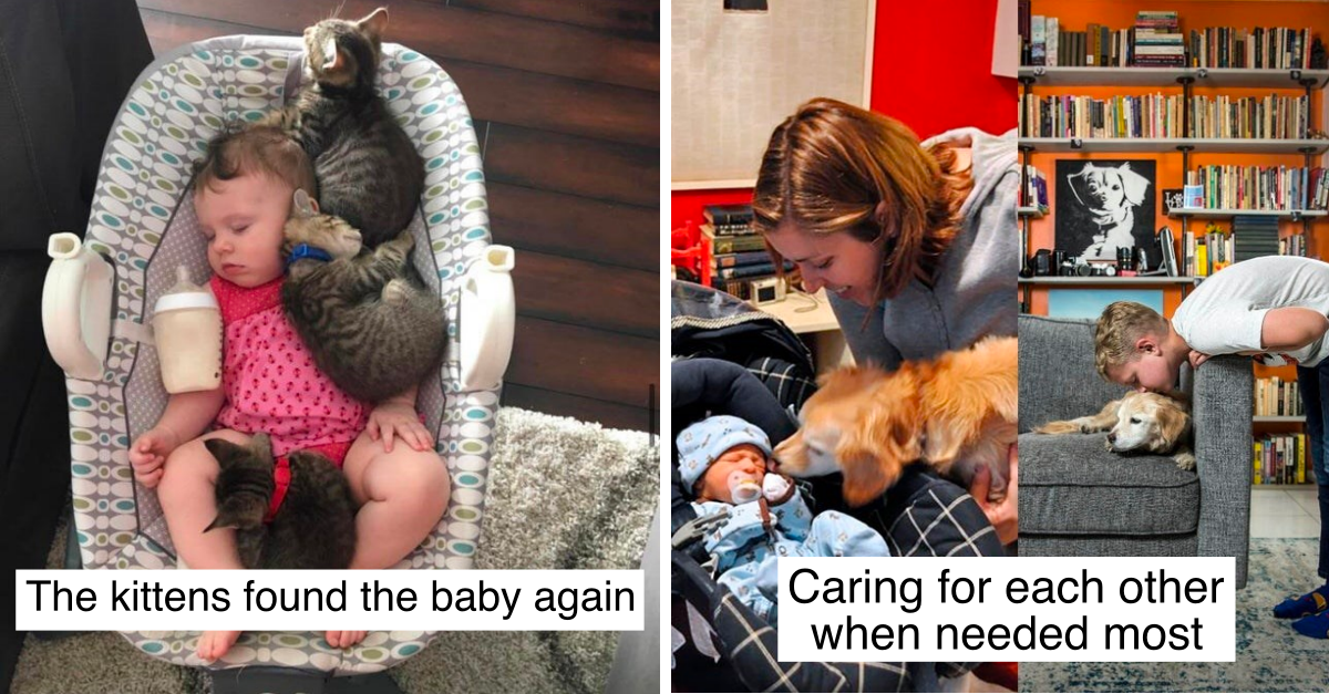 27 Animal Photos That Are Full Of Cuteness, Adorability And Positive Vibes