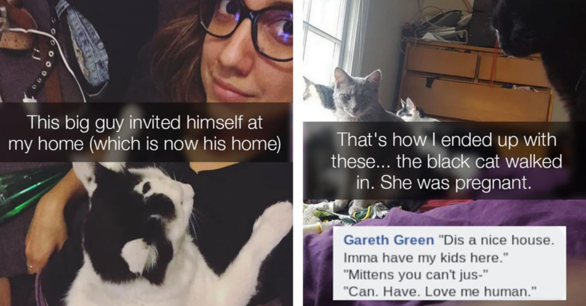 30 People Share The Most Heartwarming Stories Of Cat Adoption Ever - grandgoldman.com