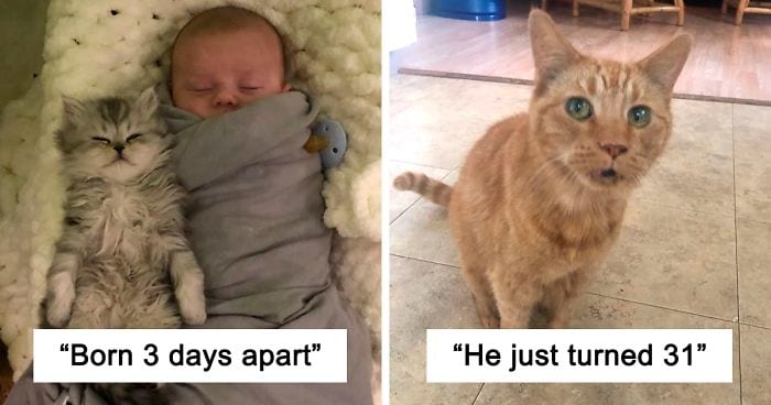 50 Uplifting Cat Posts That Are Too Wholesome To Handle