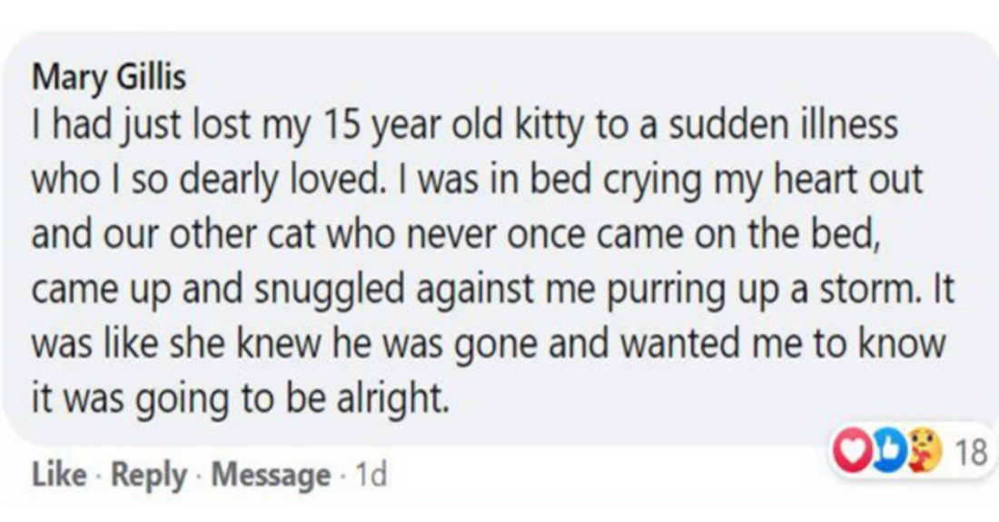 12 Heart Warming Stories Of Cats Showing Love That Prove Cats Are Angels