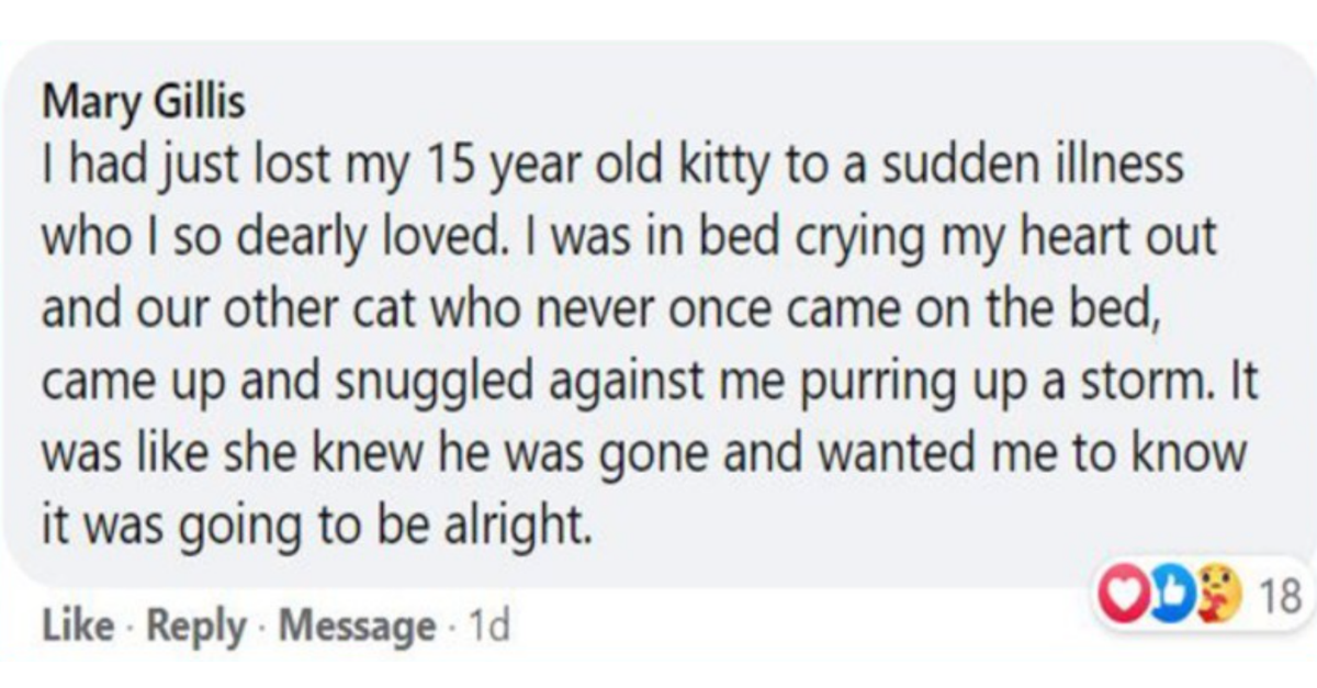 12 Heart Warming Stories Of Cats Showing Love That Prove Cats Are Angels