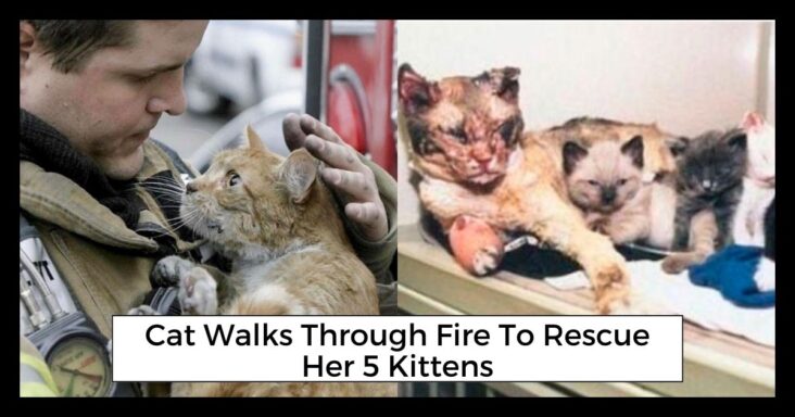 40 Cat Posts That You Will Find Wholesome If You Love Cats