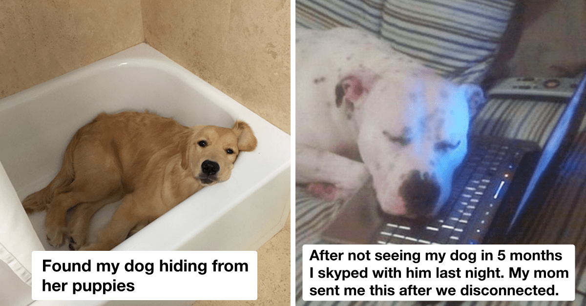 50 Wholesome Dog Memes That’ll Put A Big Smile On Your Face