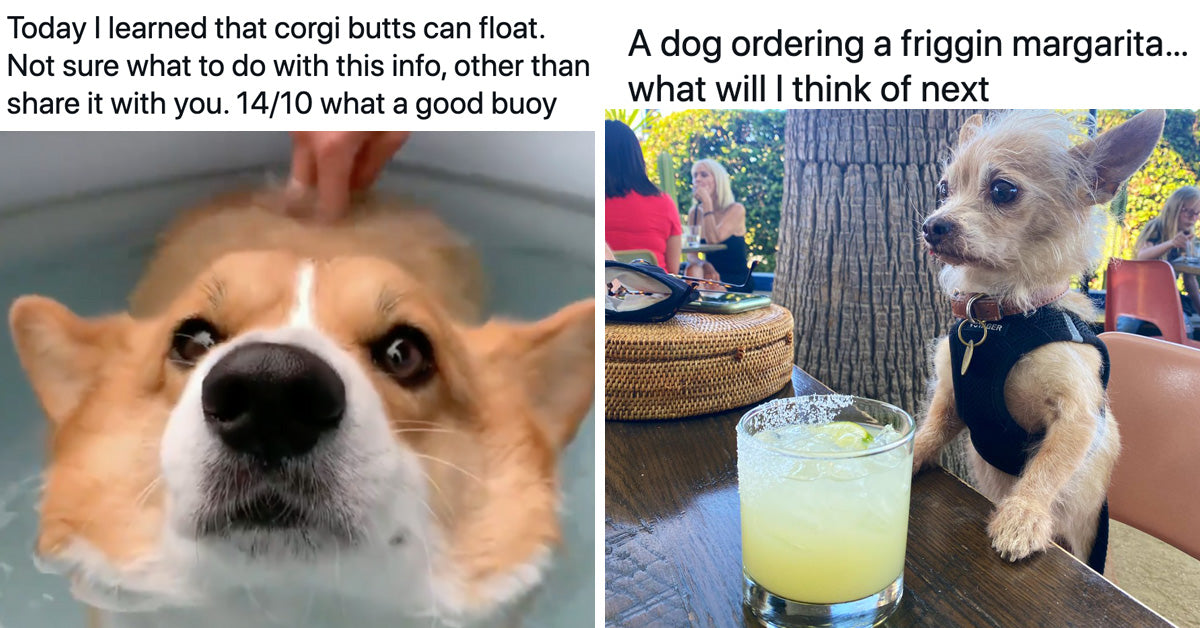 21 Wholesome Dog Tweets From This Week To Get You Through The Tough Day At Work