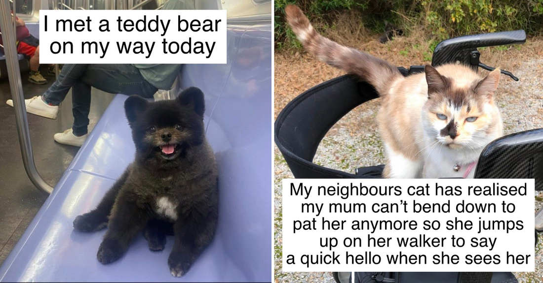 23 Uplifting Animal Photos That Are Impossible To Scroll Down Without Smiling