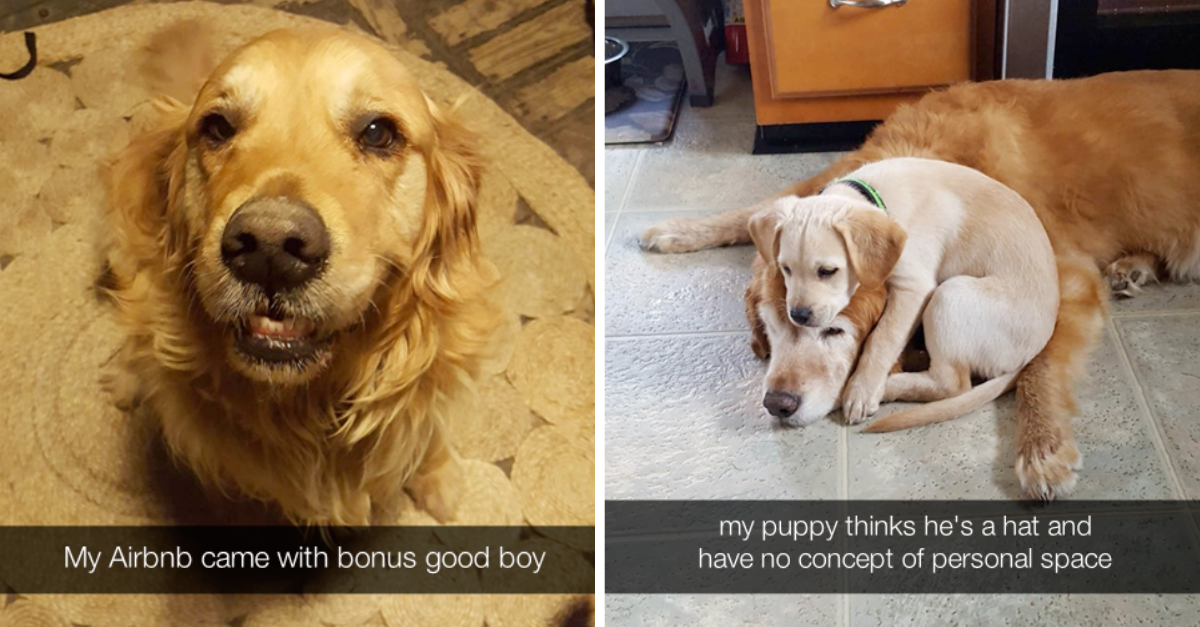 Dogs Being Dogs On Snapchat (25 Wholesome Pics)