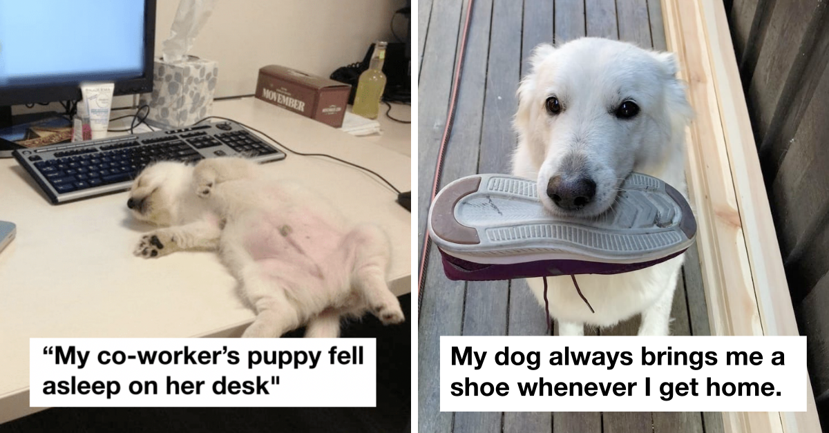 20 Dog Posts That Work Better Than Antidepressants - grandgoldman.com