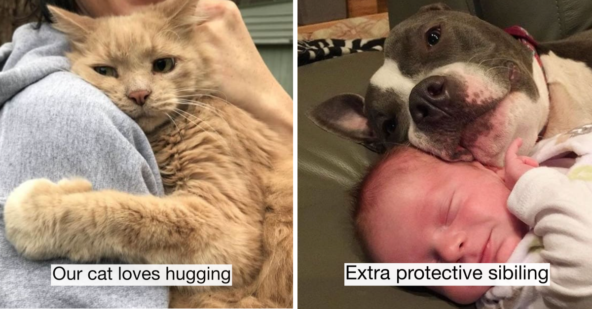 20 Wholesome Pets Giving Their Owners Endless Love - grandgoldman.com