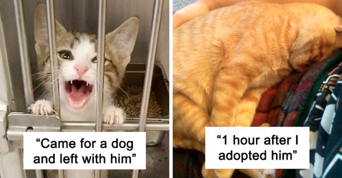 40 Wholesome Rescue Photos Of Pets Who Got Adopted This Month