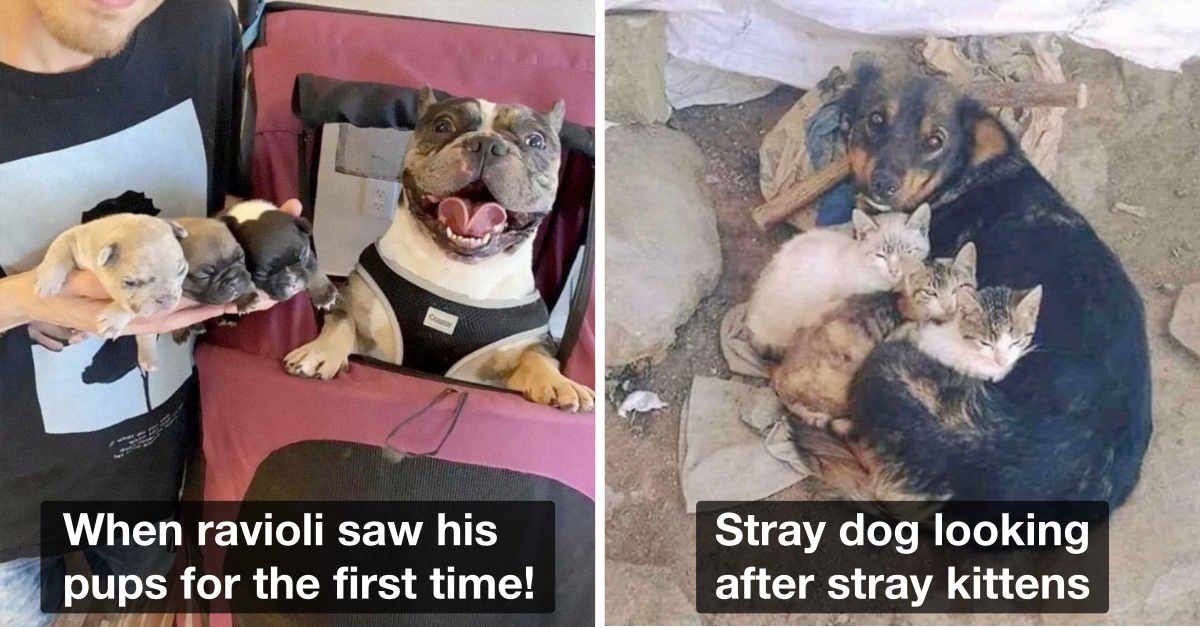 50 Uplifting Dog Posts That Prove Dogs Are Purest - grandgoldman.com