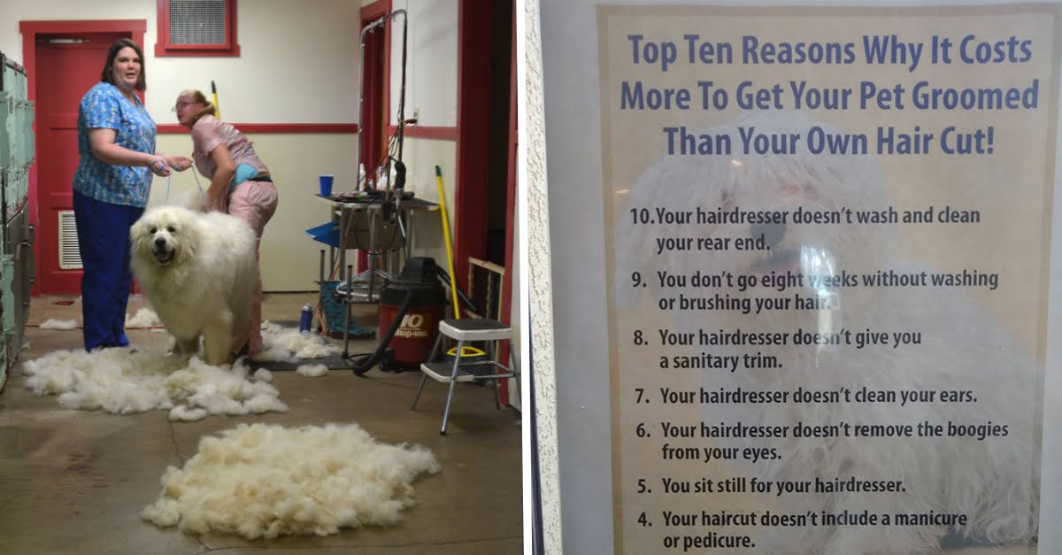 Pet Groomer Puts A Honest Poster Explaining Why Their Services Cost More Than The Hairdresser