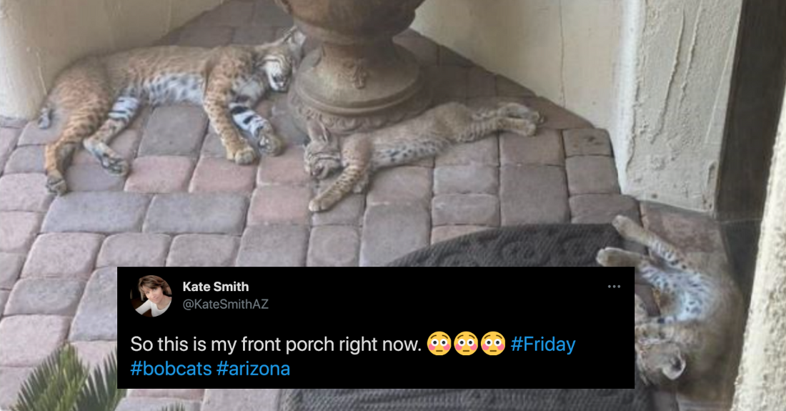 14 Times People Were Greeted By Adorable But Equally Terrifying Wild Animals