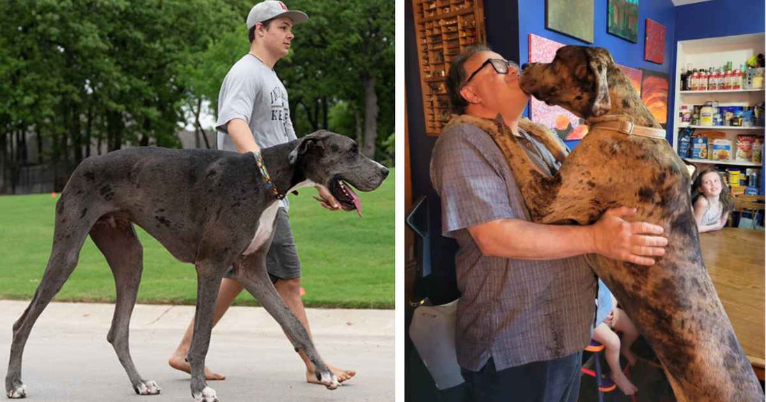 This Twitter Thread Where People Share Pictures Of Their Ginormous Dogs Is Adorable