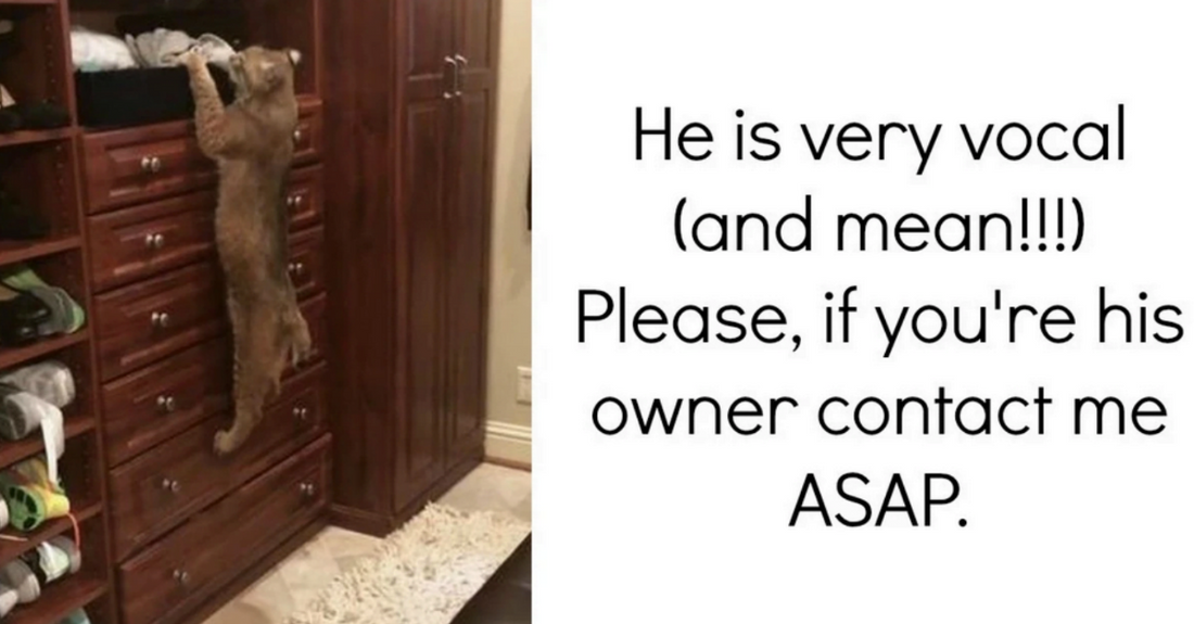 Woman Mistakenly Brings Wild Bobcat Home Thinking It’s A Lost Cat, Hilarity Ensues