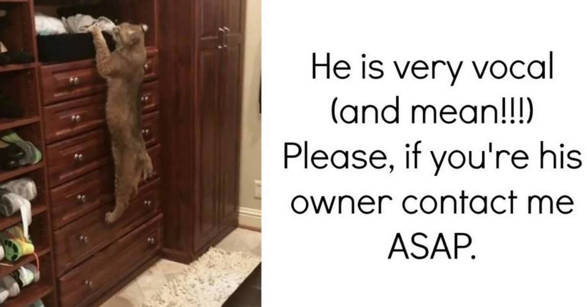 Woman Mistakenly Brings Wild Bobcat Home Thinking It’s A Lost Cat, Hilarity Ensues