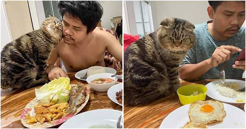 Woman Claims This Cat Stole Her Husband, Provides Photos To Prove It - grandgoldman.com