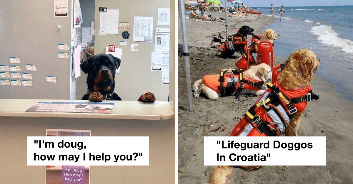 40 Dogs Who Have Real Jobs That’ll Put Your Career To Shame