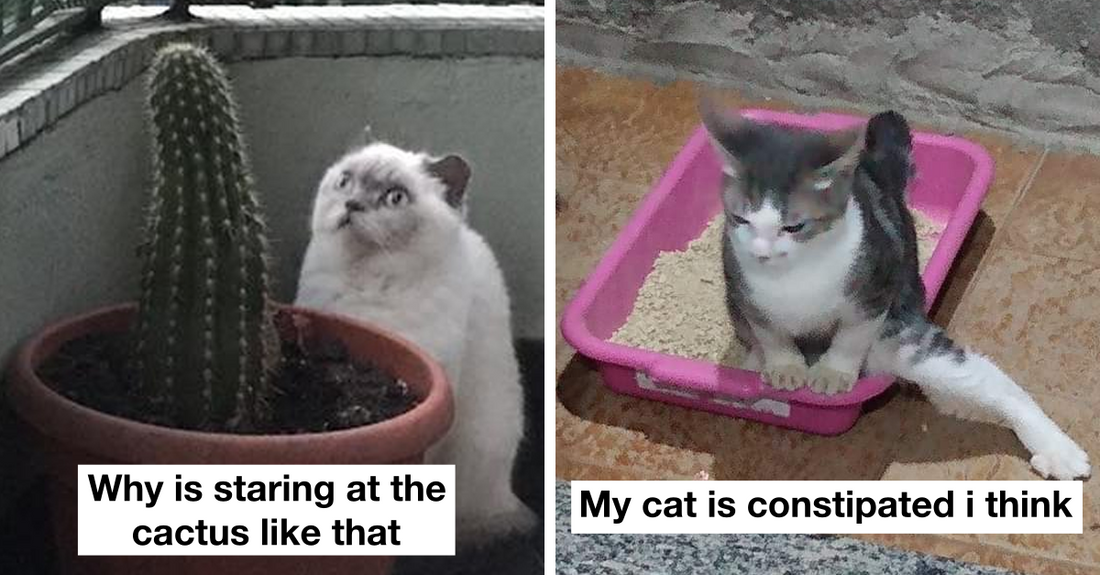40 Times Cats Made Their Owners Scream “What’s Wrong With My Cat?”